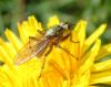 Scathophaga stercoraria